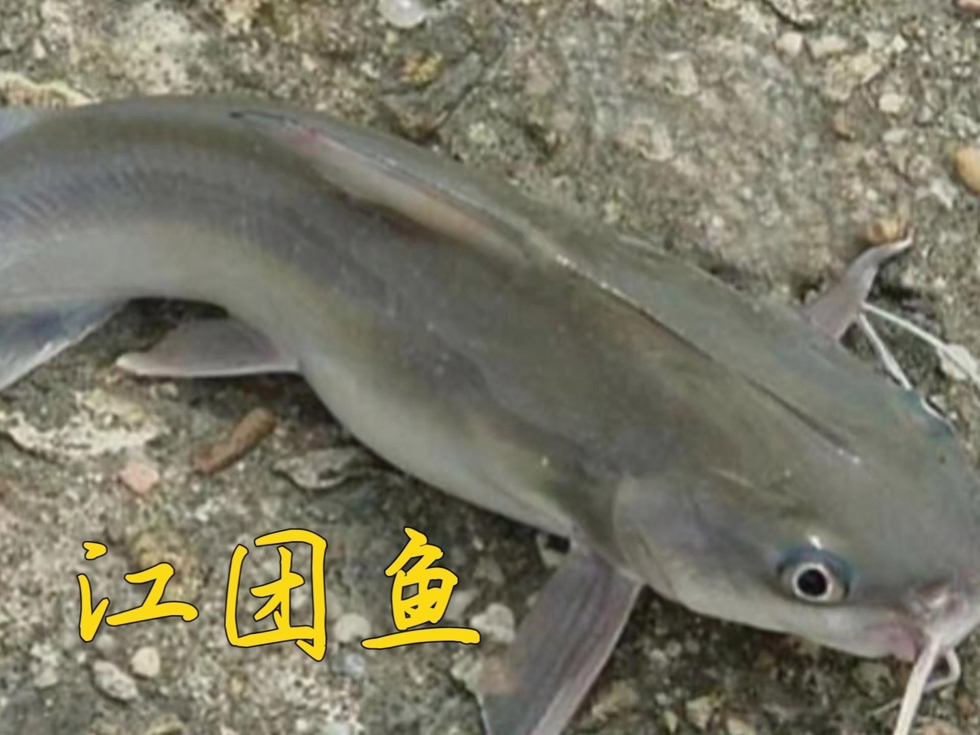 肥頭魚是江團嗎