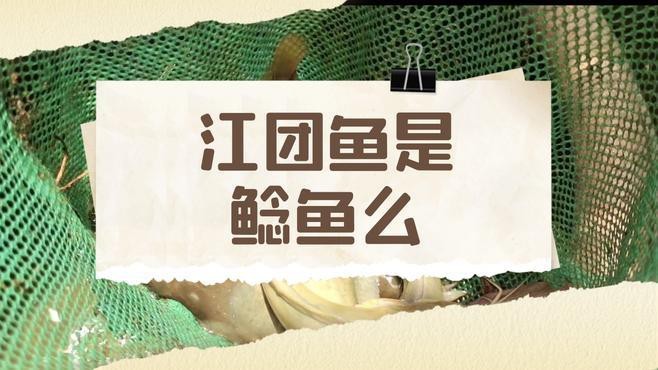 肥頭魚是江團嗎