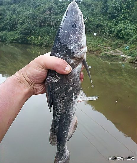 肥頭魚是江團嗎