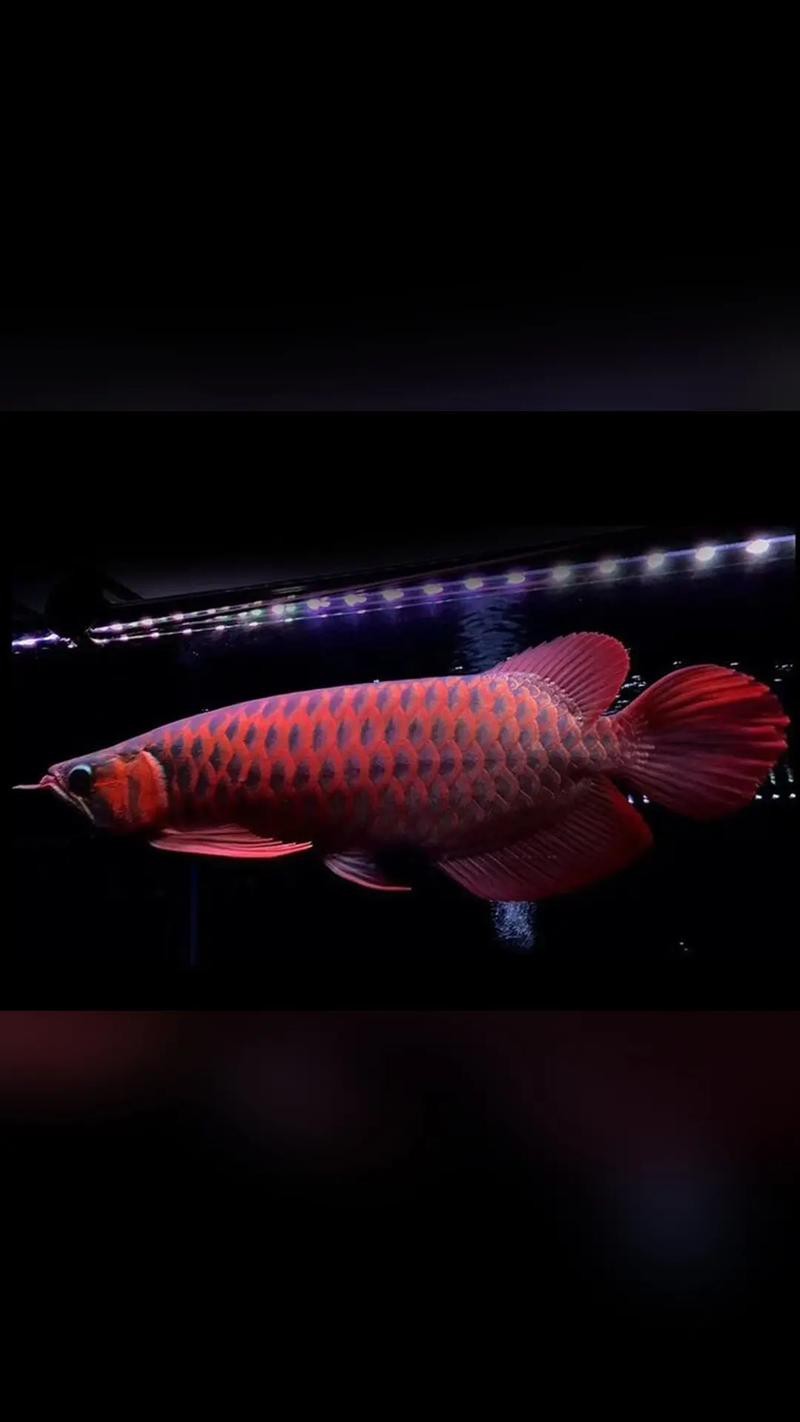 紅龍魚背景圖片高清大圖