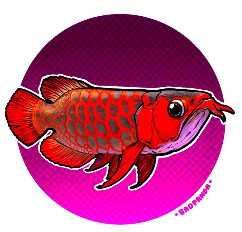 紅龍魚背景圖片高清大圖