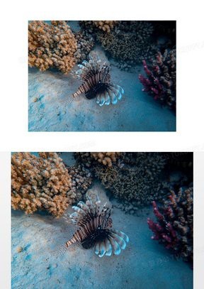 紅龍魚背景圖片高清大圖