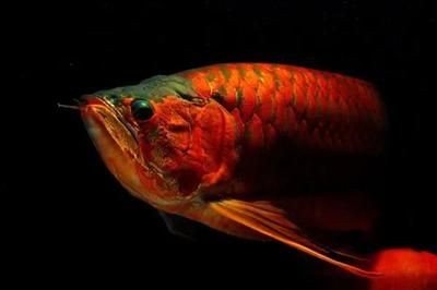 龍魚白天需要開燈嗎，龍魚白天開燈需要注意什么：龍魚白天需要開燈嗎