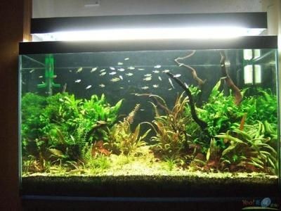 最好魚缸玻璃（如何選擇合適的魚缸玻璃材料）