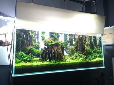 魚缸擺放位置圖片欣賞（風水魚缸擺放位置圖片欣賞）