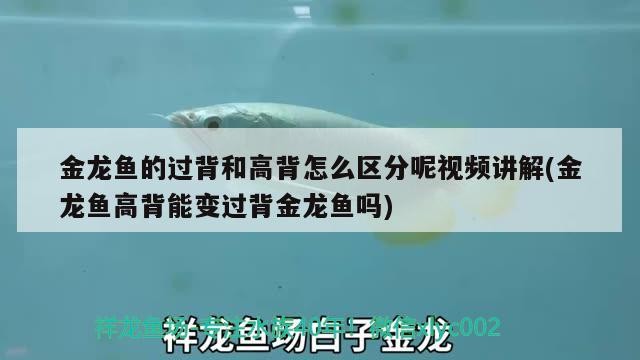 銀龍魚尾巴下垂是怎么回事，銀龍魚尾巴向上翹是咋回事