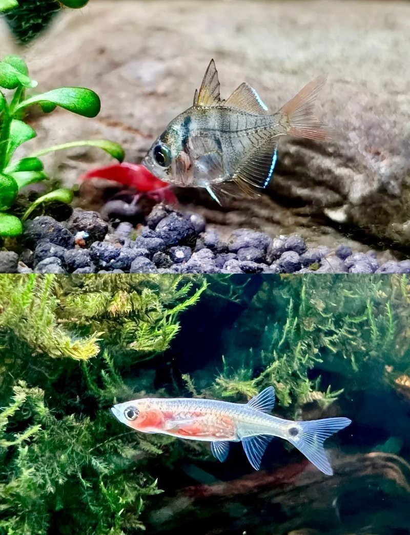 龍須貓魚混養(yǎng)最忌三個(gè)東西