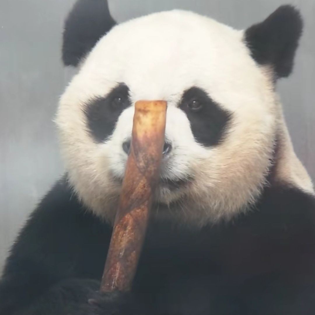 虎皮魚下崽的征兆