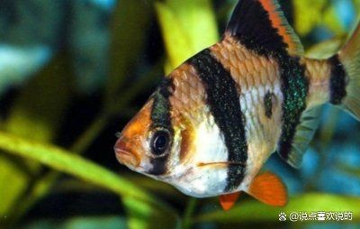 虎皮魚下崽的征兆