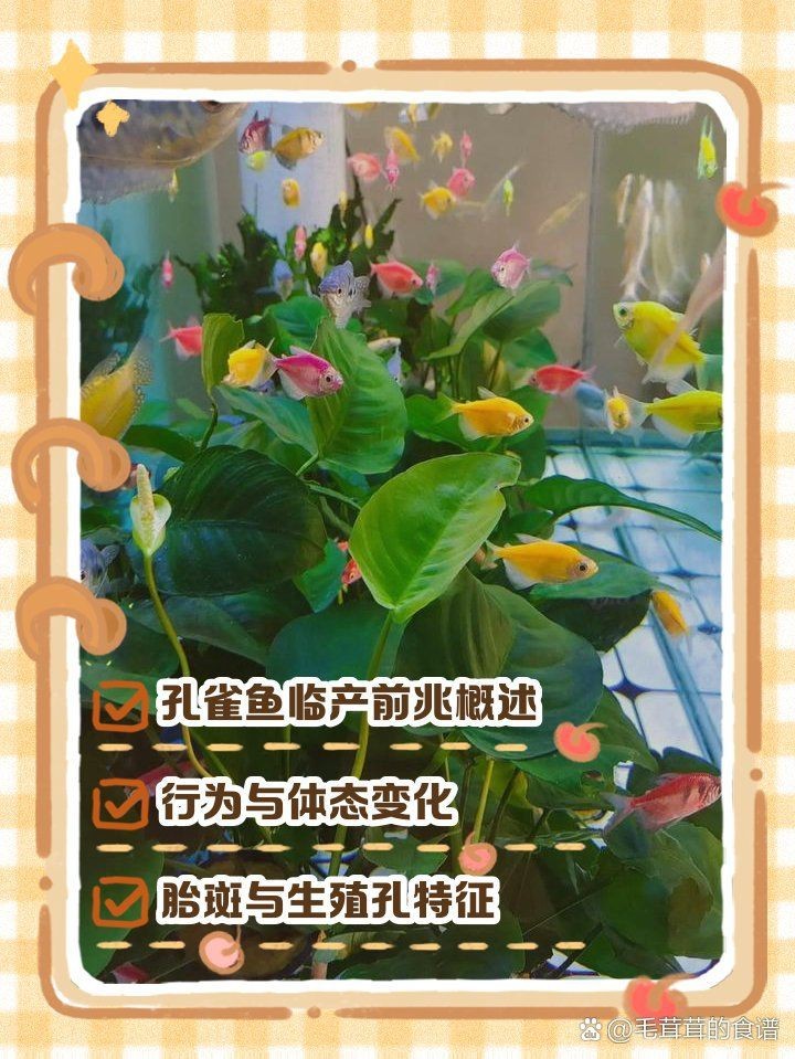 虎皮魚下崽的征兆