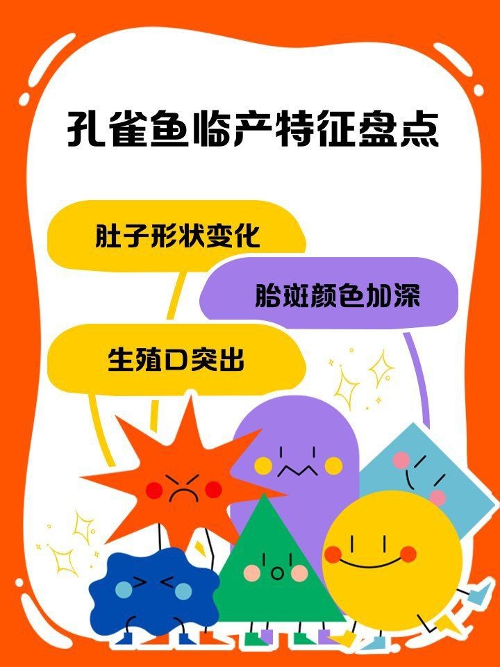 虎皮魚下崽的征兆