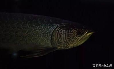 龍魚(yú)鱗片有紋路怎么辦：龍魚(yú)鱗片有紋路怎么辦龍魚(yú)鱗片有紋路怎么辦