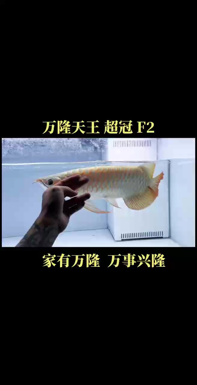 9月是美好的開始：全場超冠F2系列紅龍全部鼓喉???? #萬隆天王紅龍 #紅龍魚 #龍魚 #觀賞魚