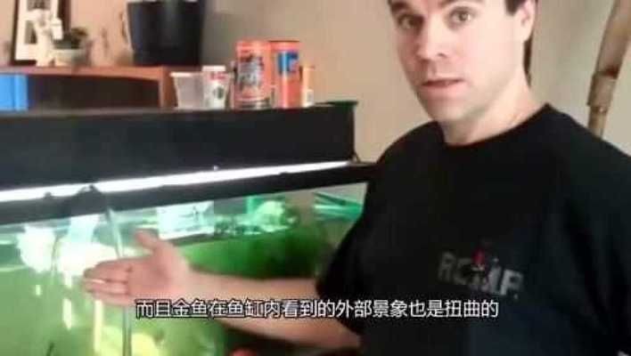 風水學中的魚缸形狀選擇原則圓形魚缸形狀選擇原則：方形魚缸好還是圓形魚缸好