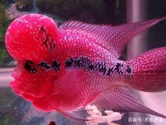 魚(yú)缸溫差控制方法:如何自然調(diào)節(jié)魚(yú)缸水溫 魚(yú)缸百科 第5張 魚(yú)缸溫差控制方法:如何自然調(diào)節(jié)魚(yú)缸水溫 魚(yú)缸溫差控制方法:如何自然調(diào)節(jié)魚(yú)缸水溫 魚(yú)缸百科 第5張