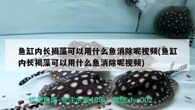 定制魚缸多少錢一米5左右：5米魚缸適合養什么魚 定制魚缸多少錢一米5左右：5米魚缸適合養什么魚 魚缸百科 第4張