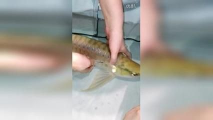 龍魚手術剪鰭：龍魚手術剪鰭的恢復期注意事項