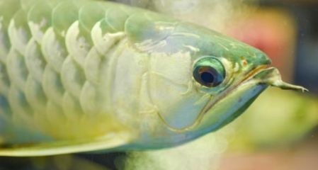 龍魚魚缸造浪泵位置