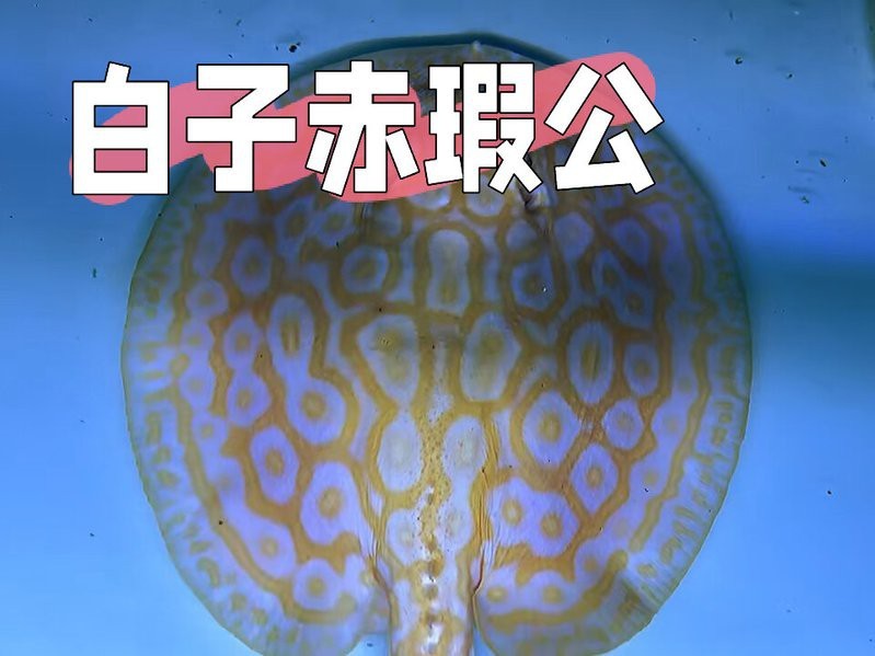 頂級白子魟魚