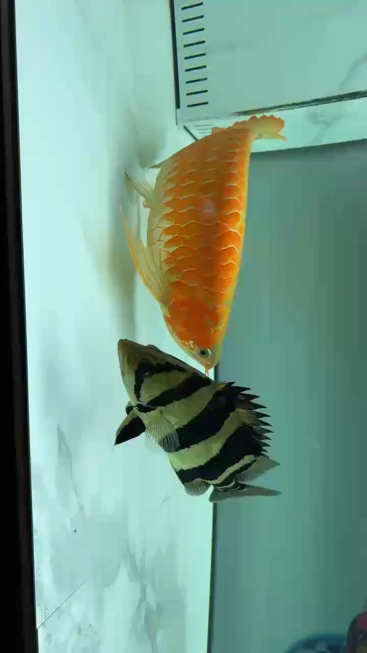 隨便拍一個