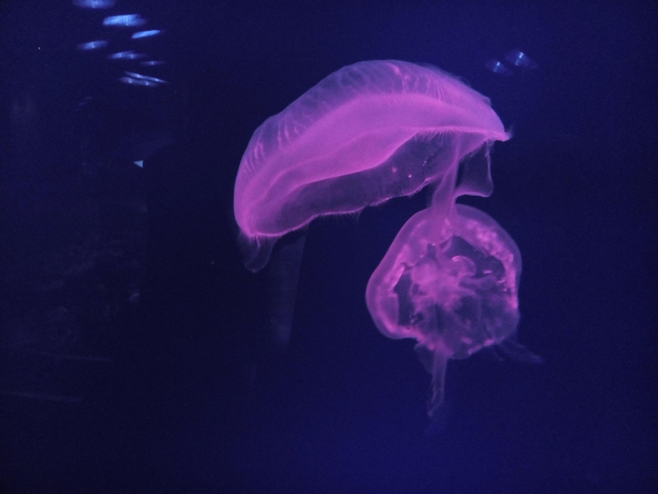 水族館有什么魚詳細介紹