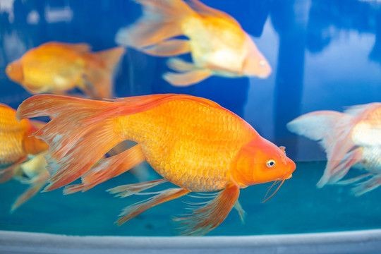 龍魚會(huì)掉眼嗎：龍魚掉眼怎么辦