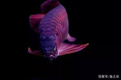 龍魚會(huì)掉眼嗎：龍魚掉眼怎么辦