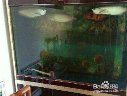 臨洮縣觀賞魚之家水族店