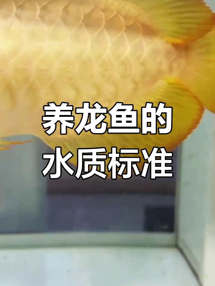 福龍魚的最佳飼養環境是什么