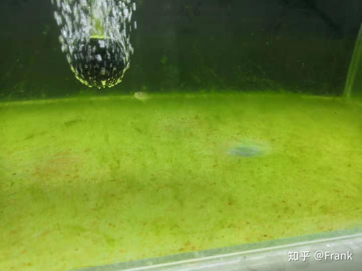 魚(yú)缸怎么除綠藻 知乎（魚(yú)缸怎么除綠藻）