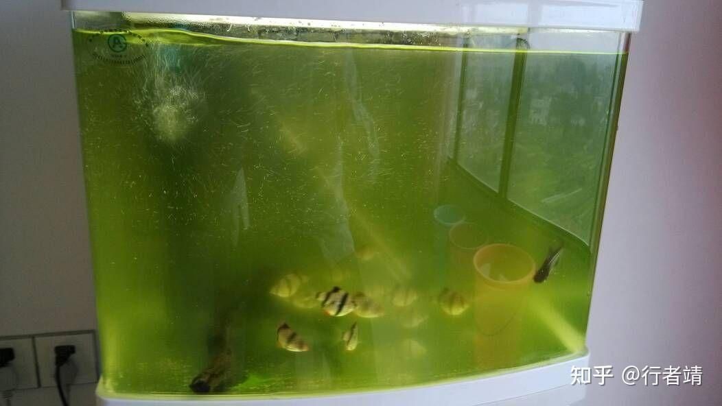 魚(yú)缸怎么除綠藻 知乎（魚(yú)缸怎么除綠藻）