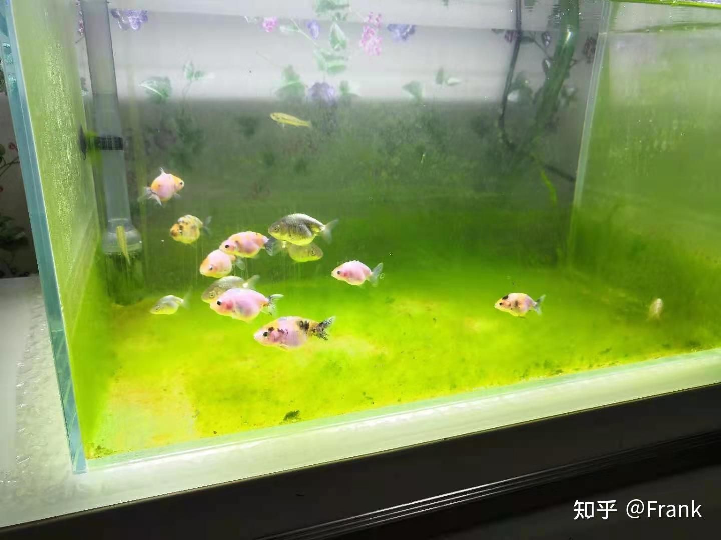 魚(yú)缸怎么除綠藻 知乎（魚(yú)缸怎么除綠藻）