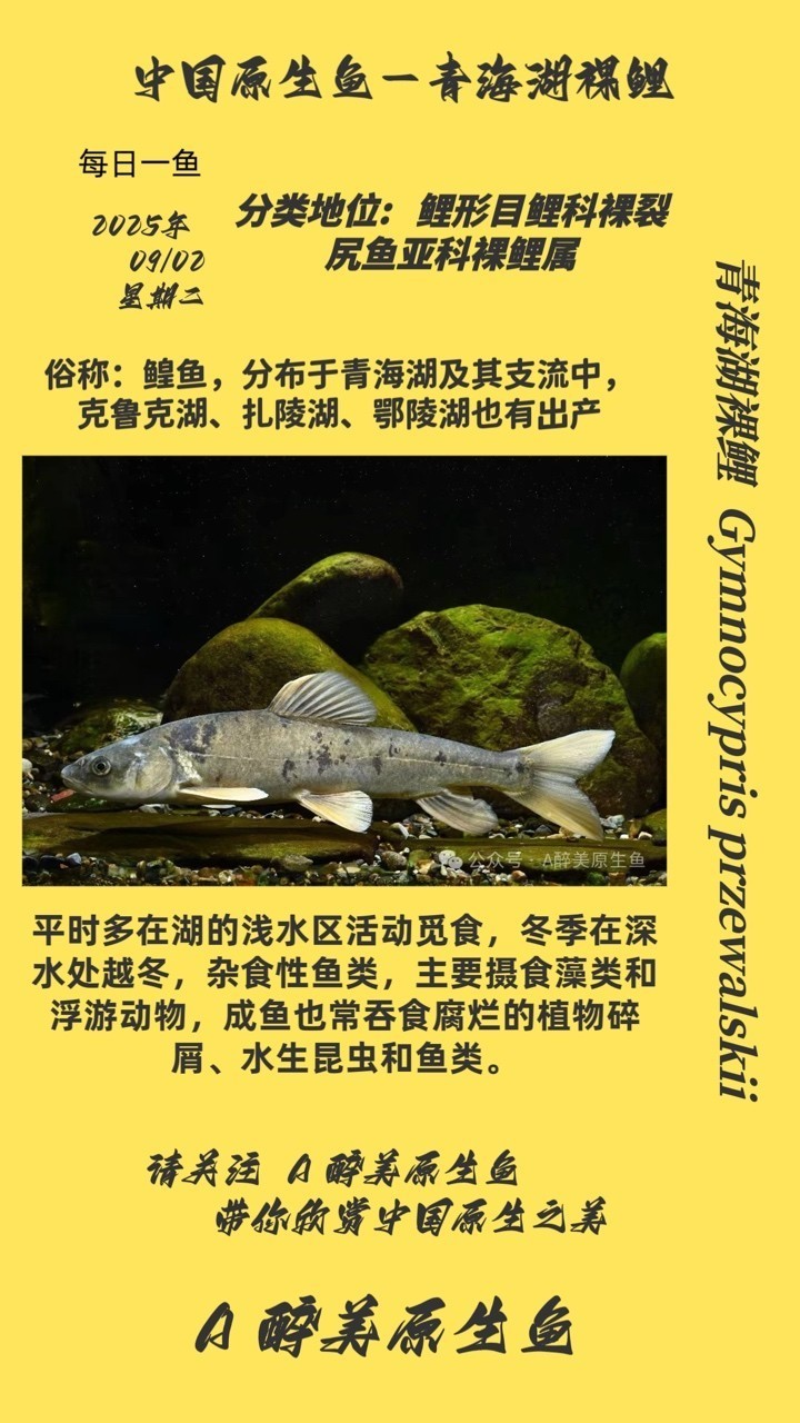 青海湖裸鯉