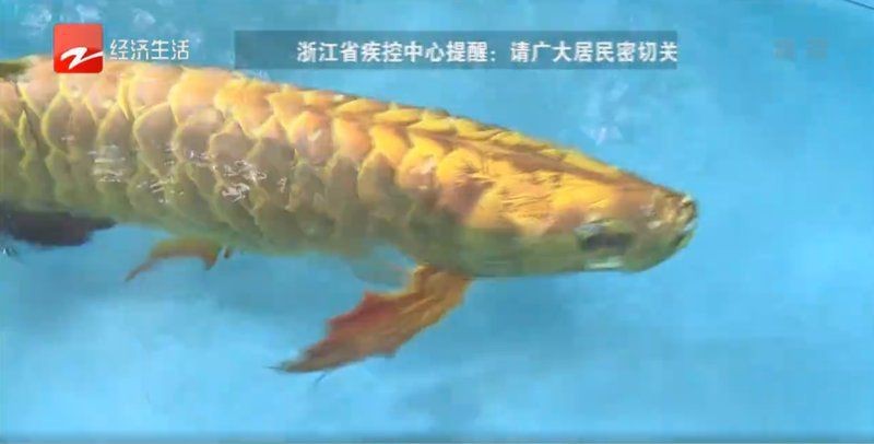 觀賞仿真魚