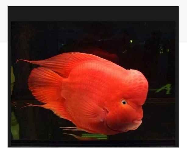 紅財神魚圖片原圖
