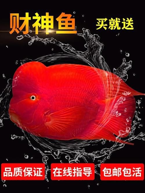 紅財神魚圖片原圖