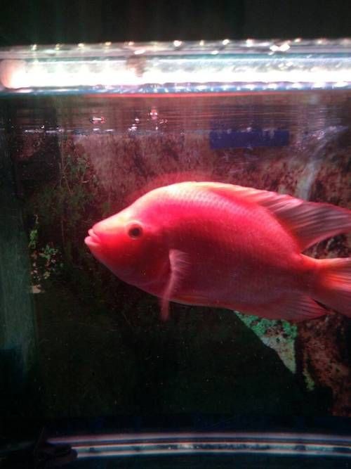 紅財神魚圖片原圖