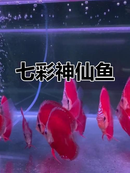 紅財神魚圖片原圖