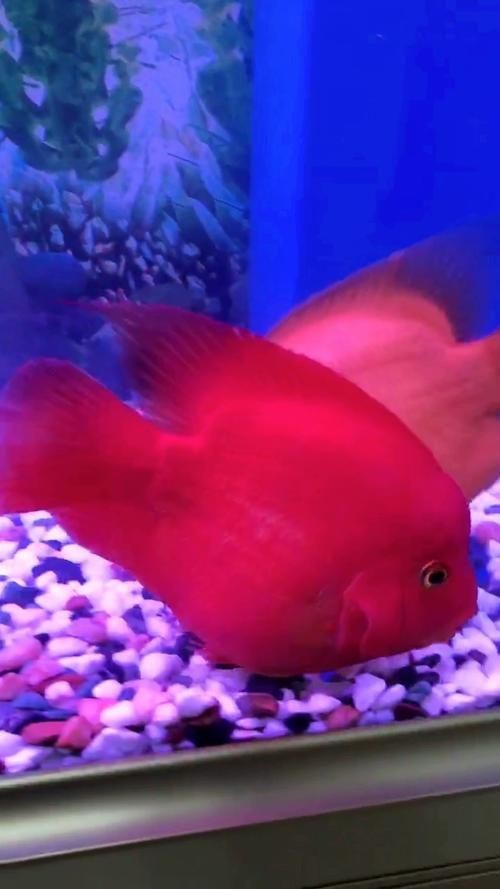 紅財神魚圖片原圖