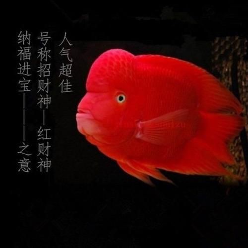 紅財神魚圖片原圖
