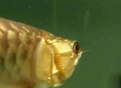 龍魚(yú)到家狀態(tài)不好怎么處理：龍魚(yú)到家狀態(tài)不好怎么處理龍魚(yú)到家狀態(tài)不好的處理方法 龍魚(yú)到家狀態(tài)不好怎么處理：龍魚(yú)到家狀態(tài)不好怎么處理龍魚(yú)到家狀態(tài)不好的處理方法 龍魚(yú)百科 第2張