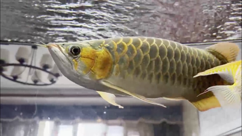 魚鰭恢復(fù)中