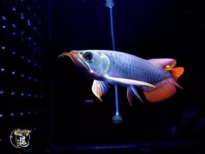 龍魚十天不喂可以嗎：龍魚十天不喂食可行嗎？
