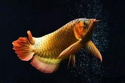 龍魚十天不喂可以嗎：龍魚十天不喂食可行嗎？
