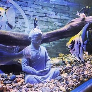 佛像魚缸造景需要注意造景原則、底砂選擇、風(fēng)水講究以及安全注意事項：佛像魚缸造景需要注意什么？