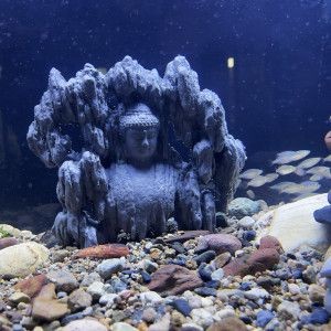 佛像魚缸造景需要注意造景原則、底砂選擇、風(fēng)水講究以及安全注意事項：佛像魚缸造景需要注意什么？