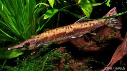 幽靈火箭魚混養成功案例：幽靈火箭魚與其他大型觀賞魚混養食物選擇指南