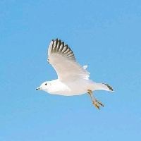 花斑魚是海魚還是淡水魚