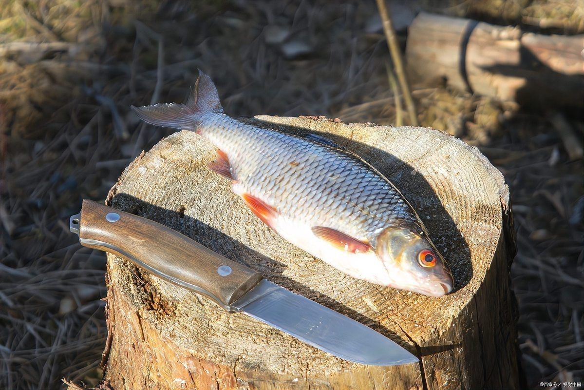 花斑魚是海魚還是淡水魚