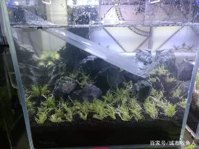 魚缸水位管理的重要性：缸內無管件魚缸加水的最佳位置應該是底部
